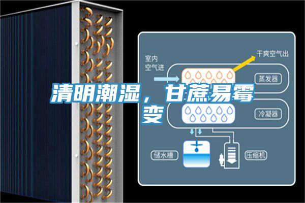 清明潮濕，甘蔗易霉變