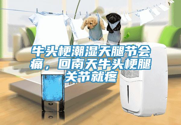 牛頭梗潮濕天腿節(jié)會痛，回南天牛頭梗腿關(guān)節(jié)就疼